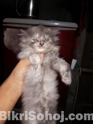 persian male and female cat